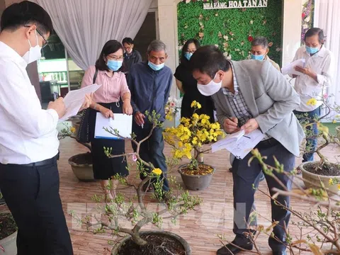 Chỉ dẫn địa lý mai vàng Bình Định