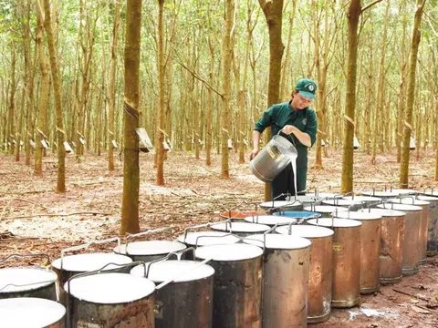 Việt Nam là thị trường cung cấp cao su lớn thứ tư cho Hàn Quốc