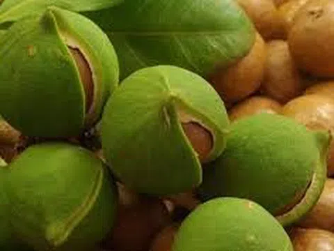 Phát triển Mắc ca thành ngành hàng sản xuất hiệu quả, bền vững