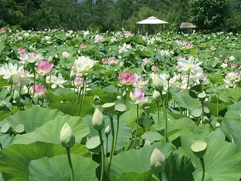 20 sản phẩm chế biến từ sen của Đồng Tháp được xuất khẩu trong và ngoài nước