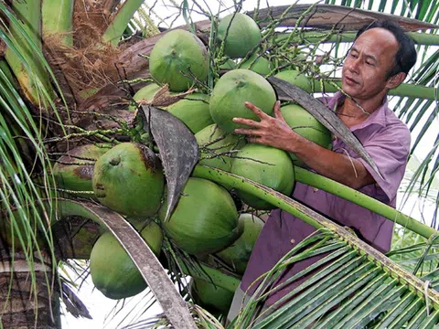 Trà Vinh: Xây dựng vùng nguyên liệu dừa đạt chuẩn VietGAP