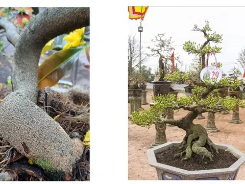 Bảo hộ chỉ dẫn địa lý “Bình Định” cho sản phẩm cây mai vàng