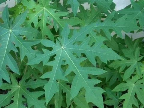 Cấp bằng giải pháp hữu ích quy trình sản xuất hỗn hợp alkaloit từ lá đu đủ - hỗ trợ điều trị bệnh ung thư