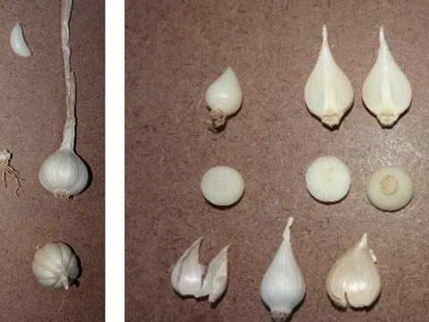 Bảo hộ Chỉ dẫn địa lý "Lý Sơn" cho sản phẩm tỏi