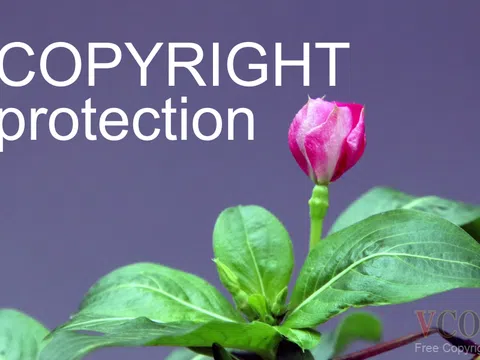 Thủ tục đăng ký quyền tác giả, và các quyền liên quan