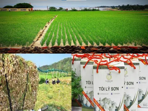 Tỏi Lý Sơn và câu chuyện bảo vệ thương hiệu