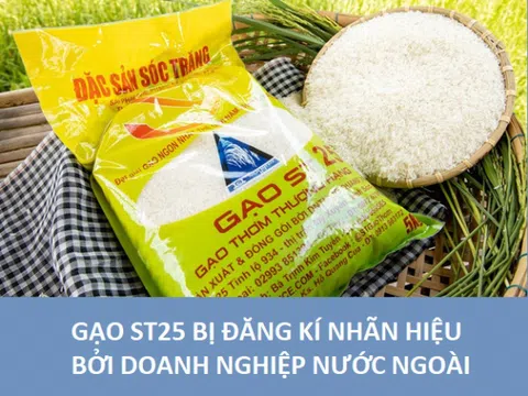 Nhãn hiệu gạo ST25: Đừng để mất bò mới lo làm chuồng