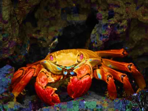 Bảo hộ chỉ dẫn địa lý “Bến Tre” cho sản phẩm cua biển