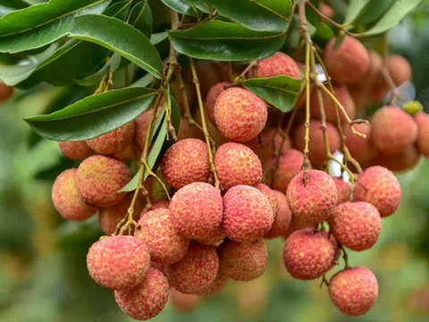 Tình hình bảo hộ chỉ dẫn địa lý năm 2021