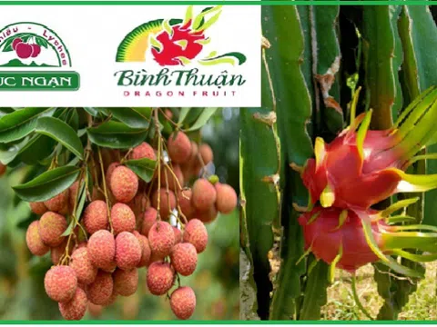Vải thiều Lục Ngạn và thanh long Bình Thuận được bảo hộ chỉ dẫn địa lý tại Nhật Bản thuộc top 10 sự kiện khoa học và công nghệ 2021